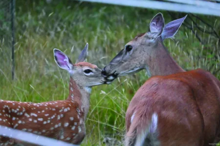 'Mama' and baby are out and about